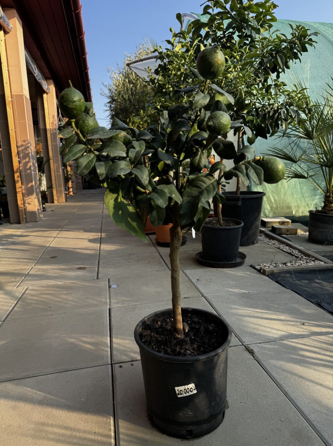 Citrusfélék